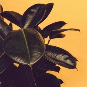 Meet your Posher, Isabella